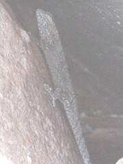 Urosaurus bicarinatus