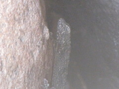 Urosaurus bicarinatus