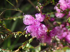 Melaleuca thymifolia
