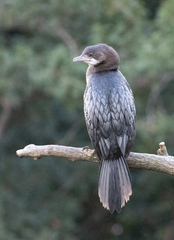 Microcarbo pygmaeus