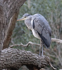 Ardea cinerea