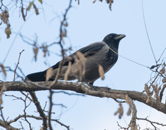 Corvus cornix