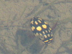 Thermonectus marmoratus