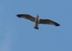 Larus