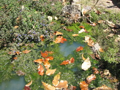 Poecilia reticulata