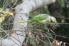 Psittacula eupatria