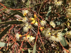 Eucalyptus socialis