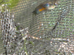Poecilia reticulata
