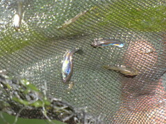 Poecilia reticulata