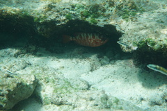 Heteropriacanthus cruentatus