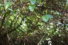 Actinidia