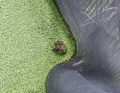 Lithobates montezumae