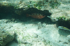 Heteropriacanthus cruentatus