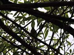 Leiothlypis celata