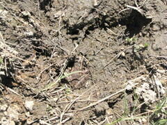 Lithobates neovolcanicus