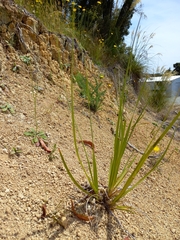 Austroderia richardii