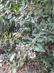 Lithraea brasiliensis