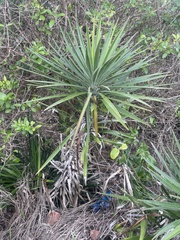 Yucca aloifolia