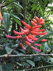 Erythrina americana