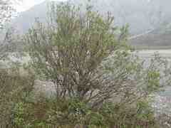 Salix arbusculoides