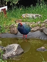 Porphyrio hochstetteri