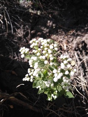Ageratina petiolaris