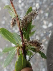 Salix arbusculoides