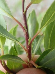 Salix arbusculoides