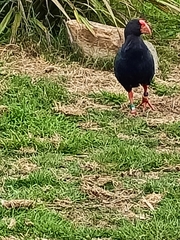 Porphyrio hochstetteri