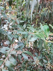 Lithraea brasiliensis