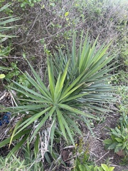 Yucca aloifolia