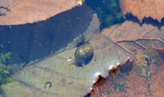 Ampullaceana balthica