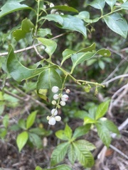 Chiococca alba