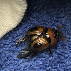 Bolbocerosoma confusum