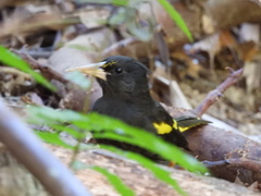 Cassiculus melanicterus