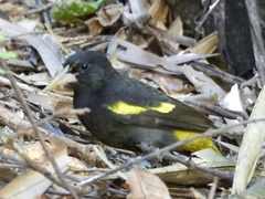 Cassiculus melanicterus