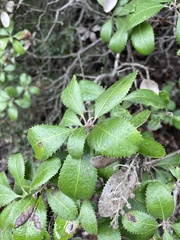 Comarostaphylis diversifolia planifolia