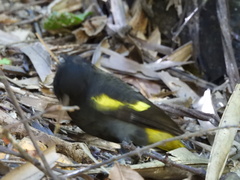 Cassiculus melanicterus