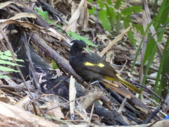 Cassiculus melanicterus