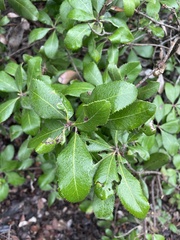 Comarostaphylis diversifolia planifolia