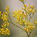 Pineland Rayless Goldenrod - Photo (c) canoe4nature, some rights reserved (CC BY-NC), uploaded by canoe4nature