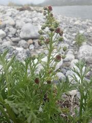 Artemisia arctica