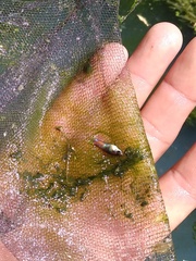 Poecilia reticulata