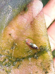 Poecilia reticulata