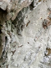 Lepraria finkii