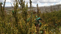 Diphucephala elegans