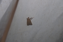 Parachma ochracealis