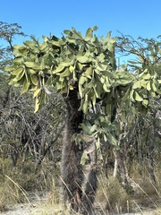 Consolea moniliformis