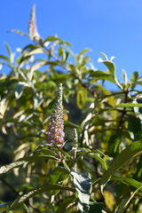 Buddleja macrostachya
