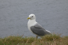 Rissa tridactyla tridactyla